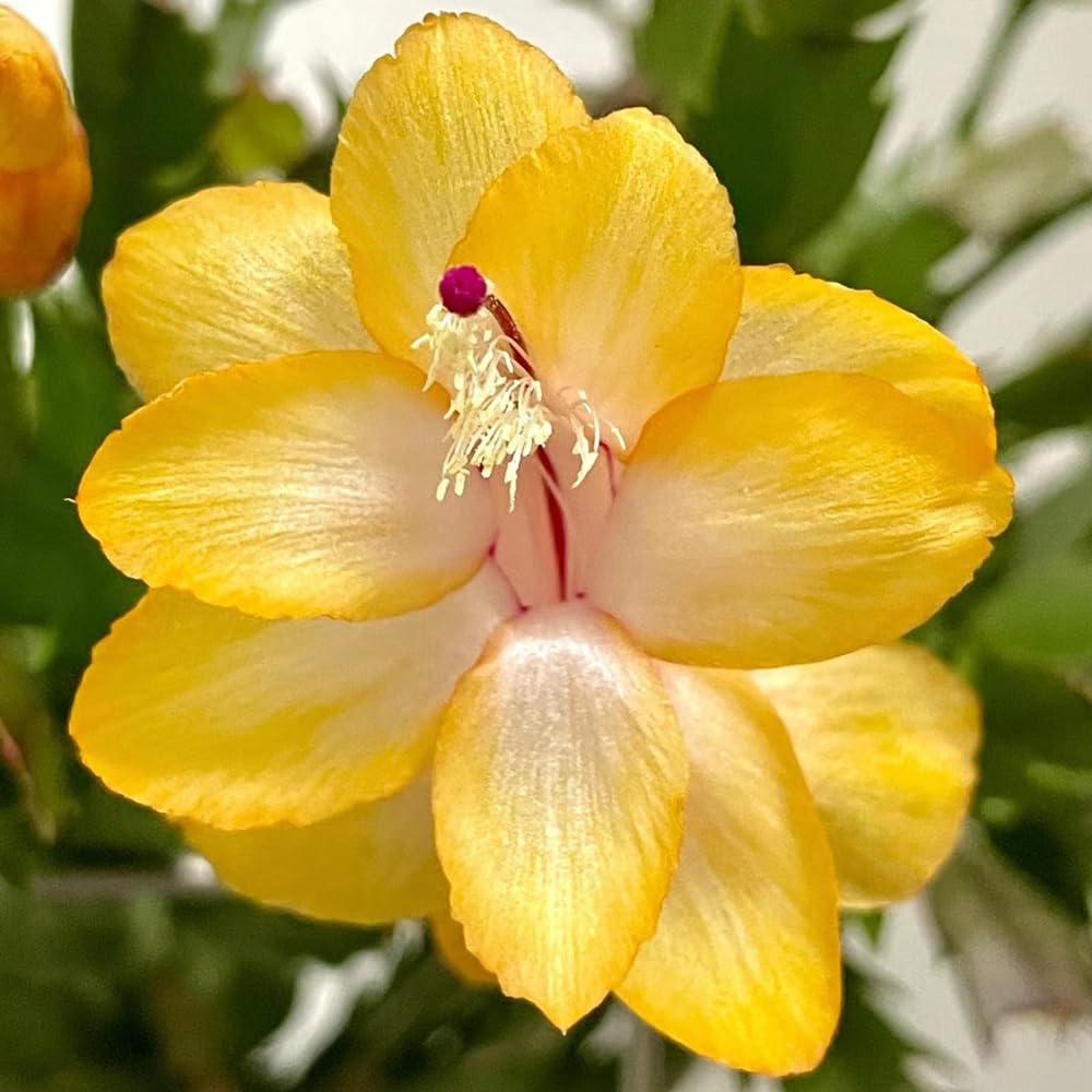 Yellow Zygocactus Truncatus Seeds for Planting - Non-GMO, Heirloom Garden Seeds