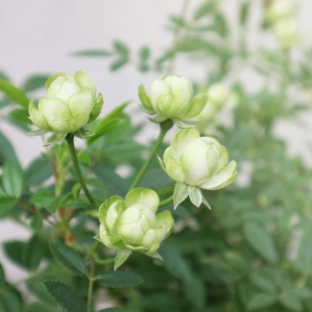 Green Rose Unique Perennial Flower Seeds for Garden