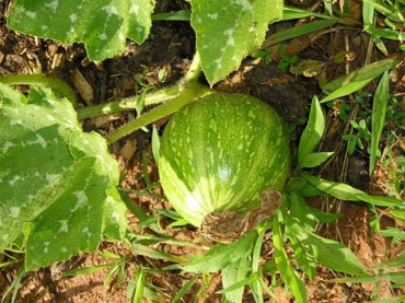 Pumpkin plant Cucurbita pepo seeds for planting in vegetable patches or home gardens