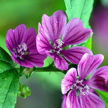 Hollyhock flower Alcea rosea double white-purple perennial seeds for planting in garden beds or decorative pots