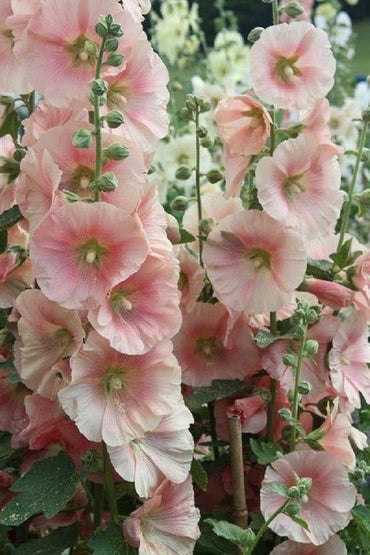 Hollyhock flower Alcea rosea scarlet purple perennial seeds for vibrant floral borders