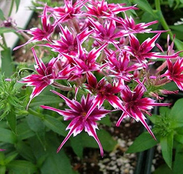 Heirloom Non-GMO Twinkle Star Flower Seeds for Planting – Dainty Star-Shaped Garden Blooms