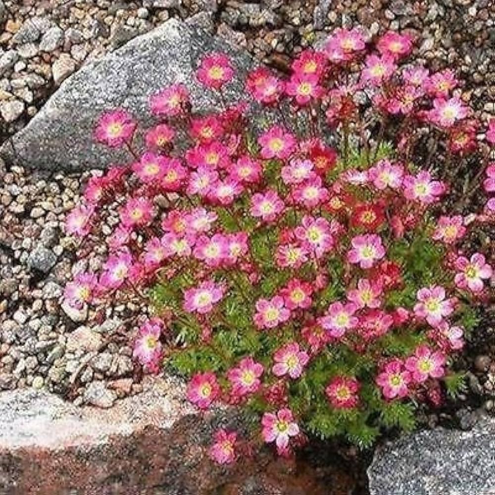 Rose Saxifraga Arendsii seeds (Rockfoil) creating a carpet of tiny rose-pink flowers with evergreen foliage, perfect for borders and rock gardens