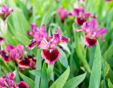 Cat's Eye Dwarf Bearded Iris Seeds