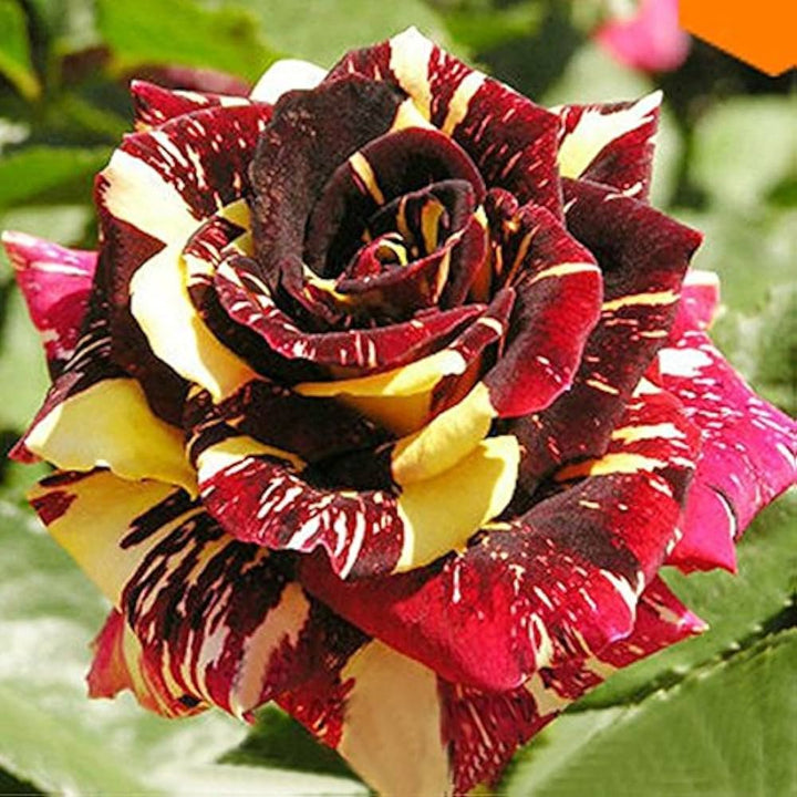 Yellow Maroon Rose Flower Seeds for Planting Non-GMO Heirloom Garden Seeds for Growing