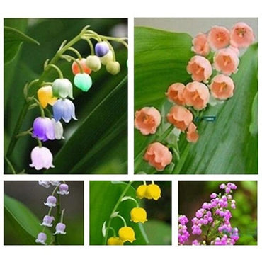 Bell Orchid Flower Seeds for Indoor & Garden