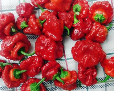 Jamaican hot pepper Capsicum chinense red seeds for planting in sunny vegetable gardens or patio containers