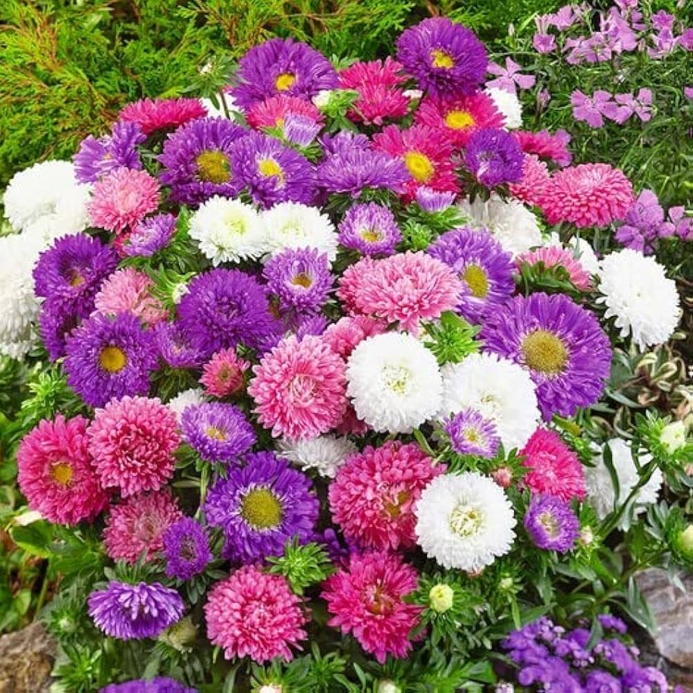 Powderpuff Aster Mix Callistephus Chinensis Flower Seeds for Planting in Home Garden and Balcony Pots