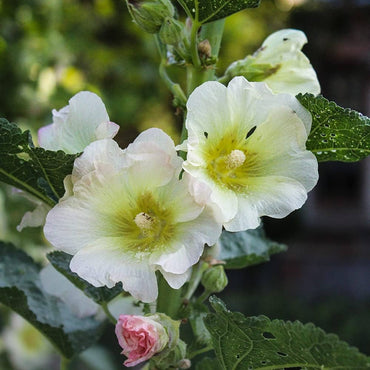 Hollyhock flower Alcea rosea double white perennial seeds for large garden blooms