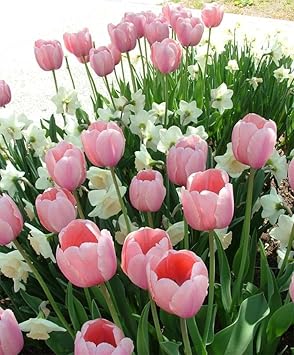 Baby Pink Tulip Flower Seeds for Planting – Heirloom, Non-GMO, Vibrant Blooms