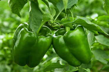 Concho Pepper seeds – Capsicum annuum with mild heat and rich flavor