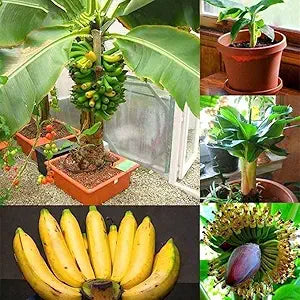 Rare Banana Tree Seeds for Home & Garden