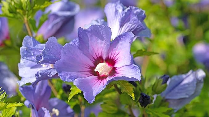 Blue Giant Hibiscus Flower Seeds – Potted & Yard Plant
