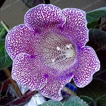 Gloxinia Giant Hybrid (Sinningia) flower seeds – velvety annual blooms