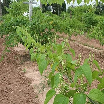 Sacha Inchi (Mountain Peanut) Plant Seeds - Superfood, Non-GMO, Organic 100 pcs