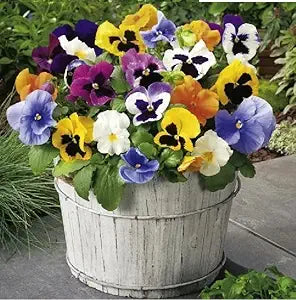 Pansy Viola Tricolor Flower Seeds Mixed Colors