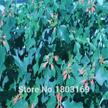 Heirloom Non-GMO Green Poinsettia Perennial Plant Seeds for Garden Planting – Unique Festive Foliage