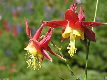Columbine flower Aquilegia Tequila Sunrise seeds for planting in home garden beds or perennial flower borders