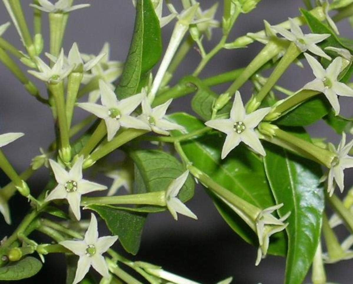 Heirloom Non-GMO Cestrum Nocturnum Flower Seeds for Planting – Night-Blooming Jasmine for Fragrant Gardens