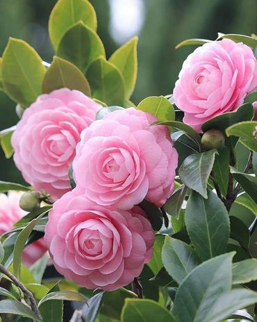 Camellia flower Camellia japonica seeds for planting in pots, balcony, or backyard gardening