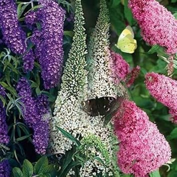 White Butterfly Bush Flower Seeds for Planting, 100 pcs