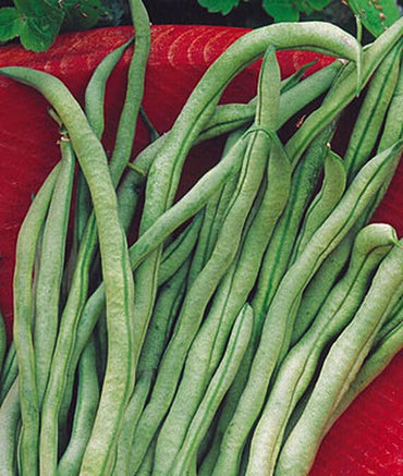 Fortex – Bean Seed