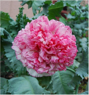 Pink Peony Poppy Large Bloom Flower Seeds