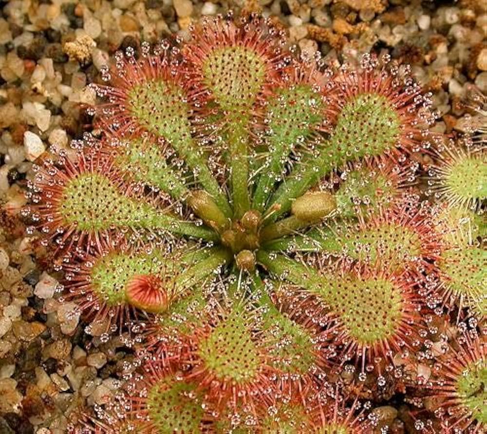 Purple sundew Drosera capensis carnivorous flower seeds for planting in indoor pots or exotic terrarium setups