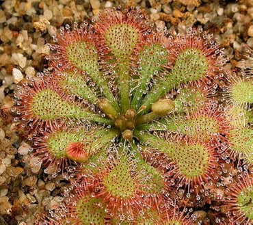 Purple sundew Drosera capensis carnivorous flower seeds for planting in indoor pots or exotic terrarium setups