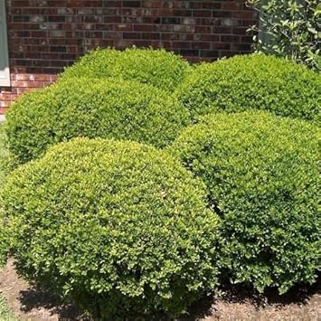 Heirloom Non-GMO Green Holly Flower Seeds for Decorative and Winter Planting