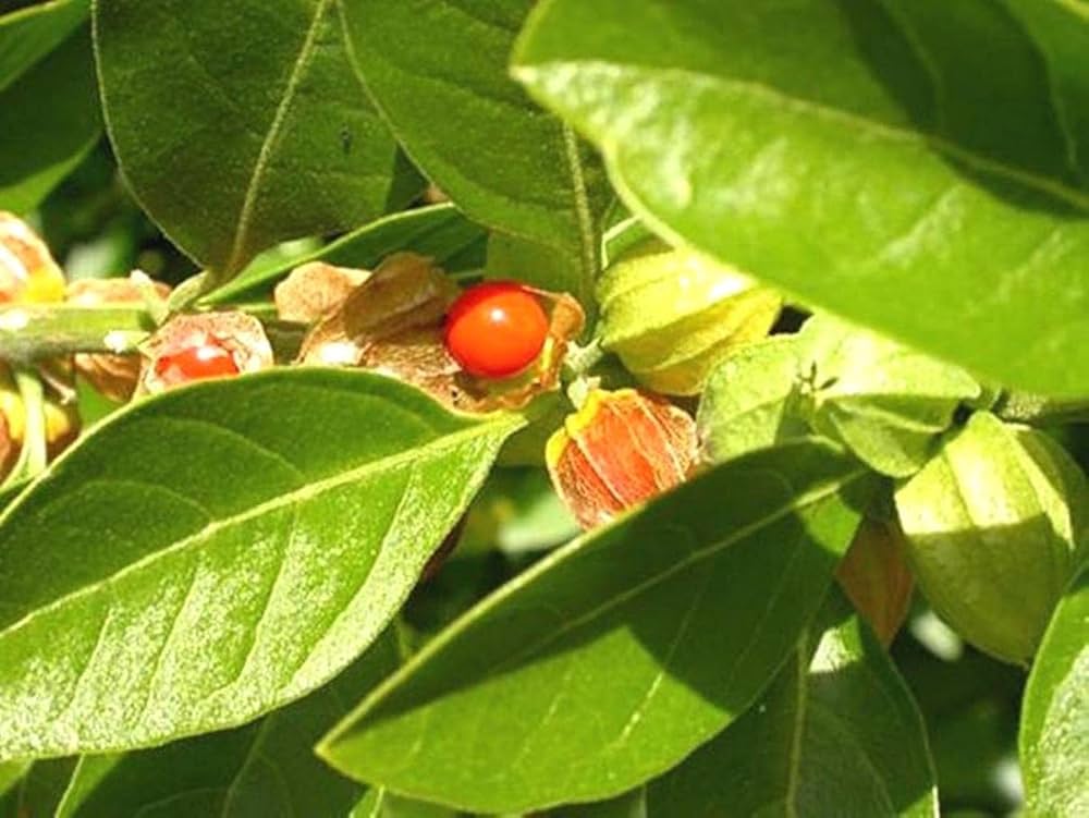 Withania Somnifera Green Plant Seeds