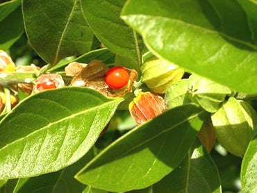 Withania Somnifera Green Plant Seeds