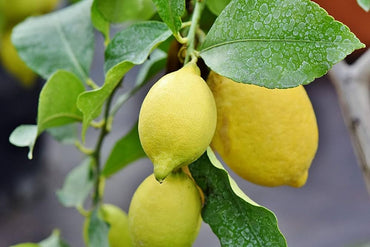 Lemon tree Citrus limon seeds for planting in backyard gardens or indoor pots