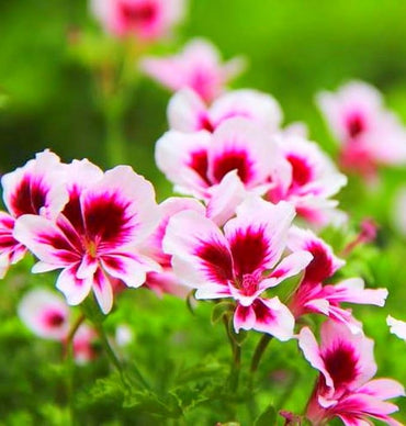 Heirloom Non-GMO Geranium Pelargonium Flower Seeds for Planting – Vibrant Garden Blooms