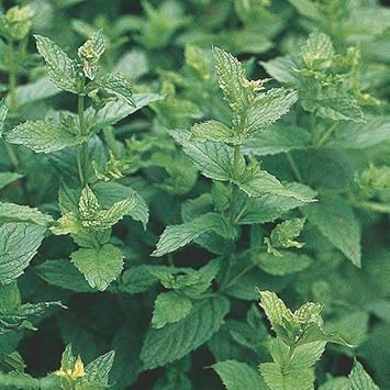 Mint Mentha Vegetable Seeds for Planting - 100 pcs