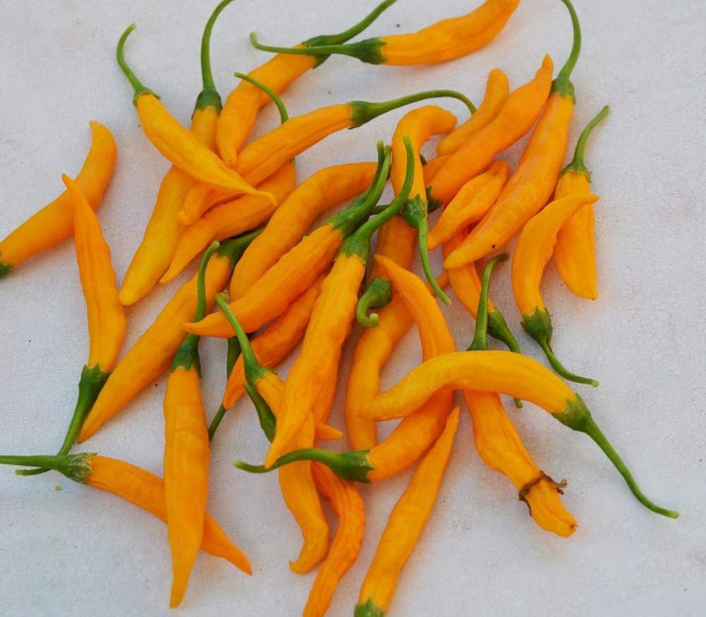 Criolla Sella chile pepper plant grown from seeds with orange-yellow fruits and citrusy flavor