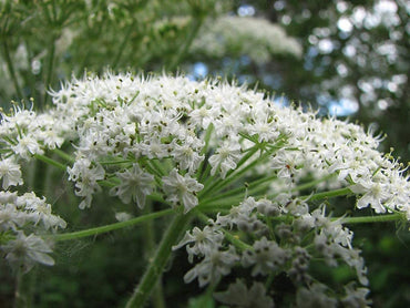 Heirloom Non-GMO Heracleum Lanatum Plant Seeds for Planting – Wild Edible Perennial Seeds