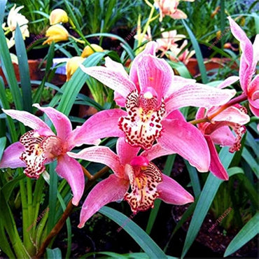 Chinese Cymbidium Mixed Varieties Rare Orchid Flower Seeds