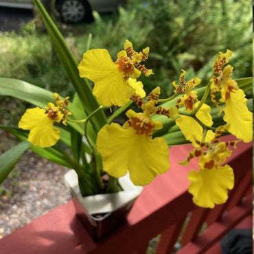Oncidium Flower Seeds 100 pc for Planting 100