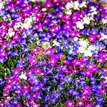 Lobelia Mixed Colors Perennial Flower Seeds for Garden