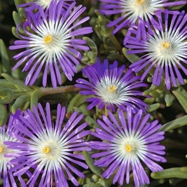 Stardust Ice Delosperma seeds – Mesembryanthemum floribunda for rock gardens