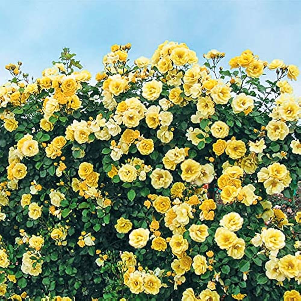 Climbing Rose Yellow Perennial Flower - for planting in home garden