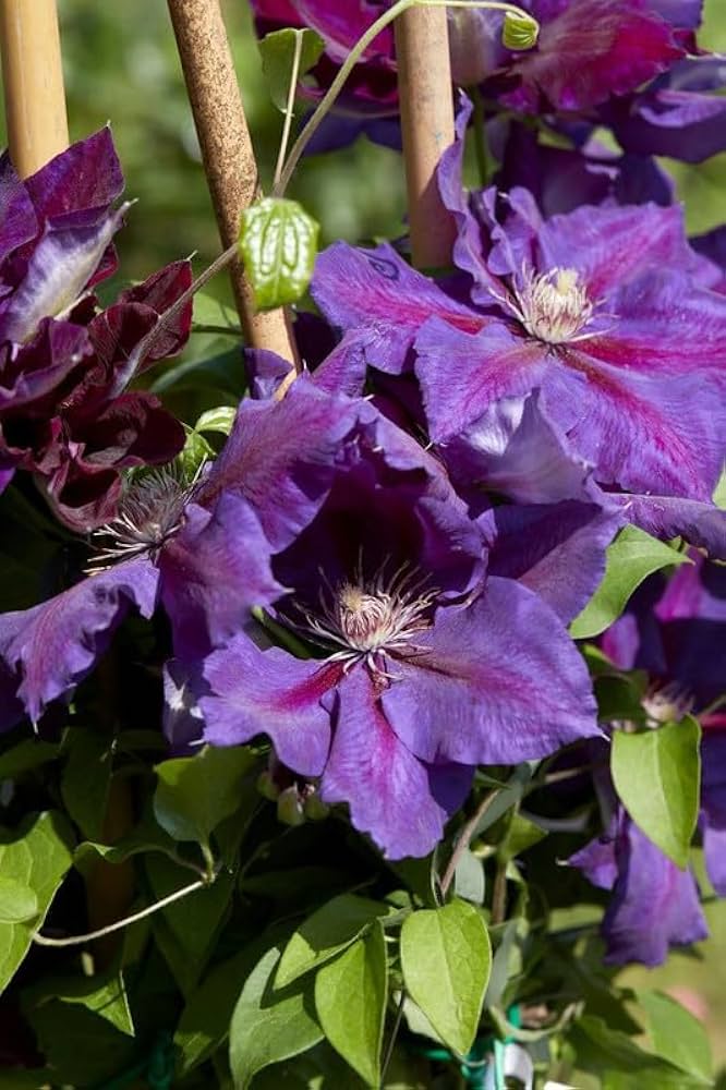 Clematis Florida Thunb Violet Climbing Flower Seeds
