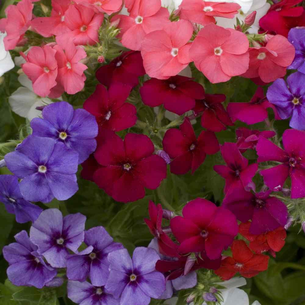 Petunia flower Petunia hybrida Shock Wave Mix pelleted seeds for planting in backyard containers or hanging pots
