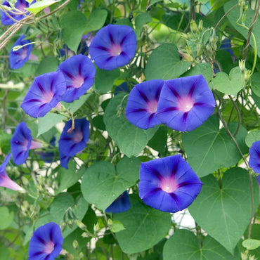 Ipomoea Cairica Morning Glory seeds – large, vining flower with vibrant colors