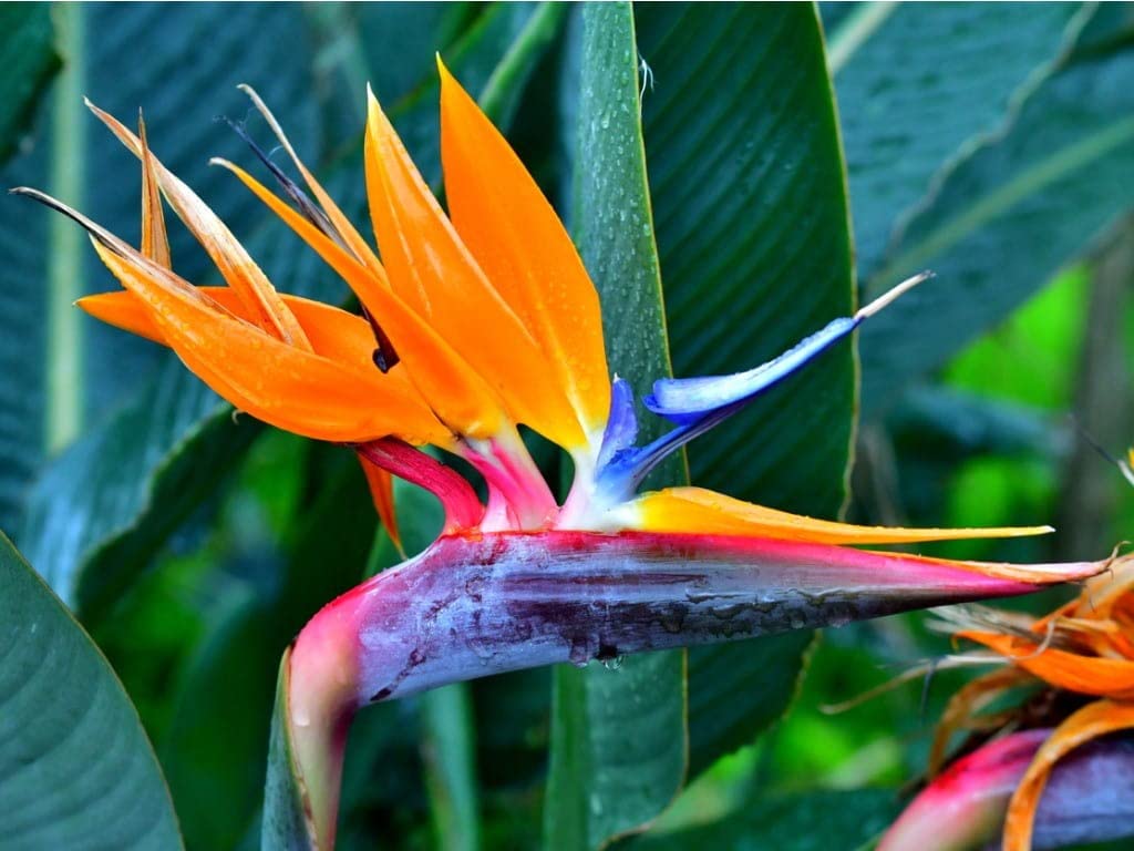 Strelitzia Reginae Orange Bird of Paradise Flower Seeds