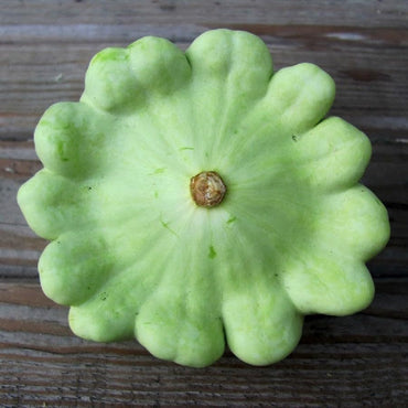 Benning’s Green Tint scallop squash seeds – heirloom pattypan variety
