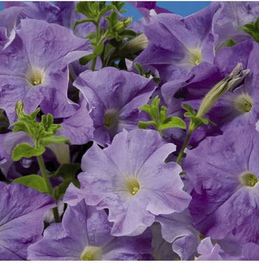 Ramblin Lavender Petunia seeds – pelletized for easy garden nursery start