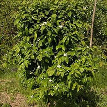 Brown Medlar or Mespilus germanica Fruit Seeds for Planting - Heirloom and GMO Free Seeds for your Home Garden