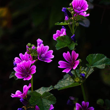 Hollyhock flower Alcea rosea double white-purple perennial seeds for planting in garden beds or decorative pots